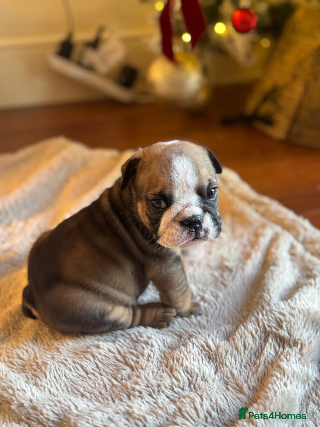 English Bulldog dogs for sale: Red and White English Bulldogs  - Advert 7