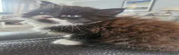 Mixed Breed cats for sale: 2 beautiful brothers ready to go - Advert 4