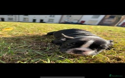 French Bulldog dogs for sale: 2 Adult French bulldogs and 4 Puppies  - Image 2