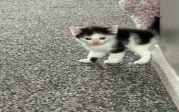 Mixed Breed cats for sale: Black and white kittens  - Image 1