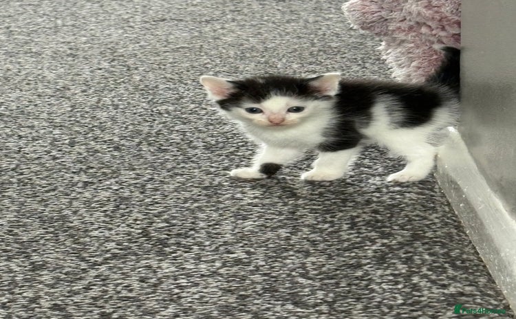 Mixed Breed cats - Advert 10