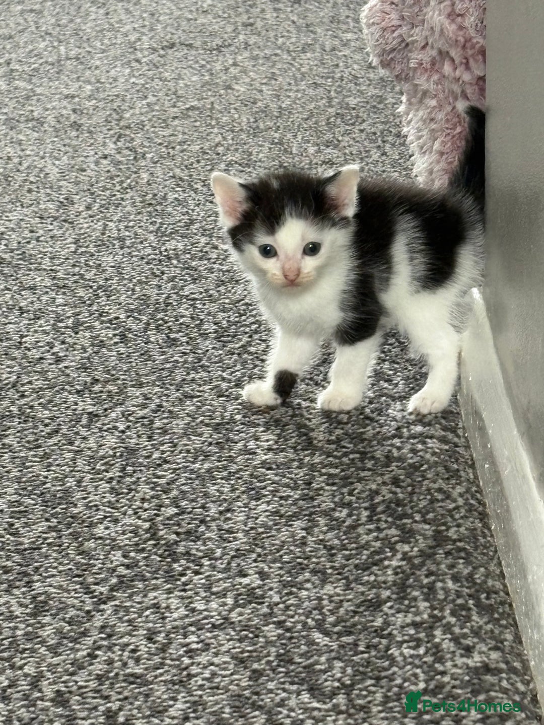 Mixed Breed cats for sale: Black and white kittens  - Image 1