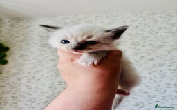 Ragdoll cats for sale: Gorgeous pedigree little babies  - Image 12