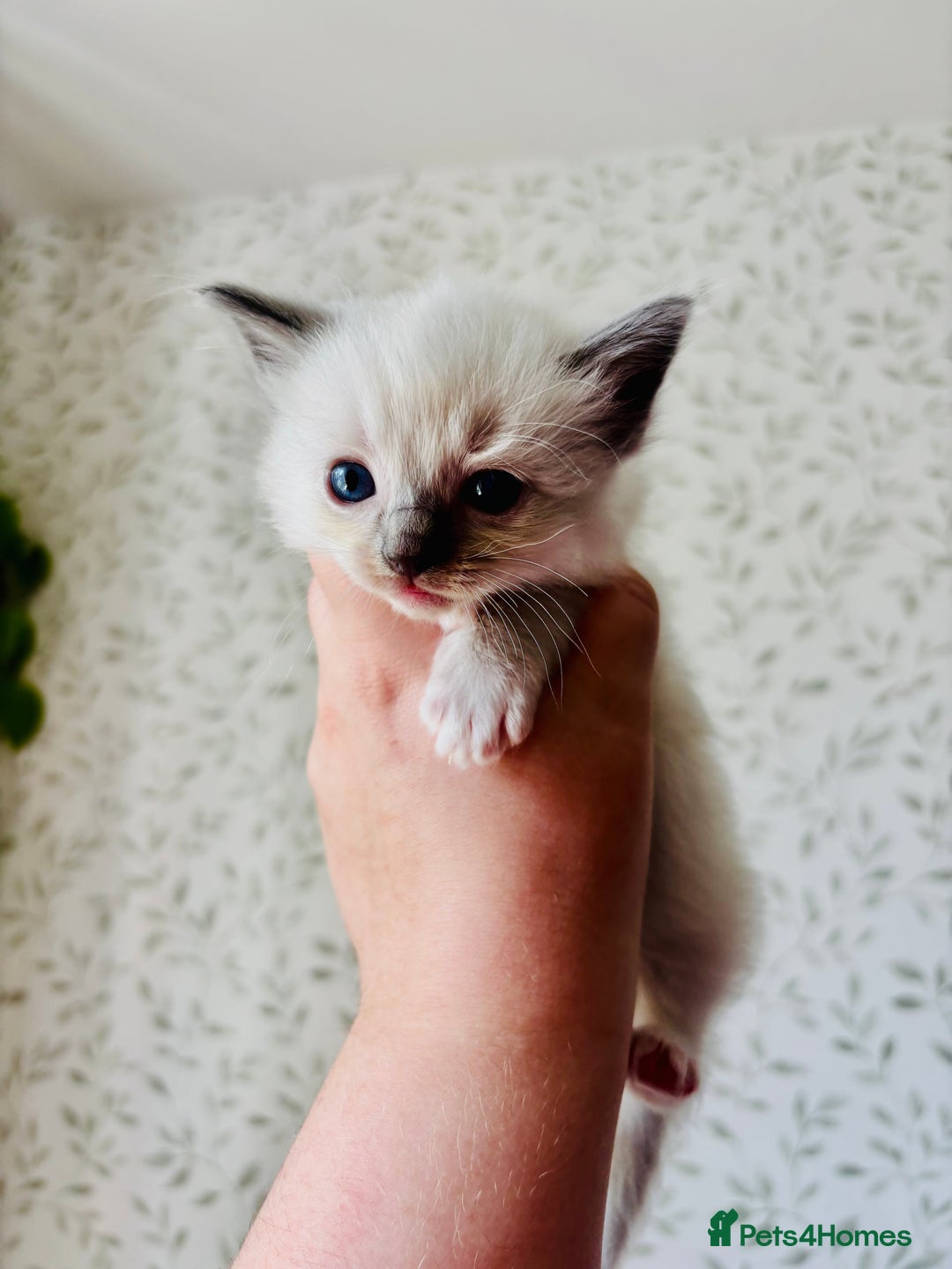 Ragdoll cats for sale: Gorgeous pedigree little babies  - Image 12