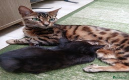Mixed Breed cats for sale: Cute bengal mixed kittens for sale - Image 3