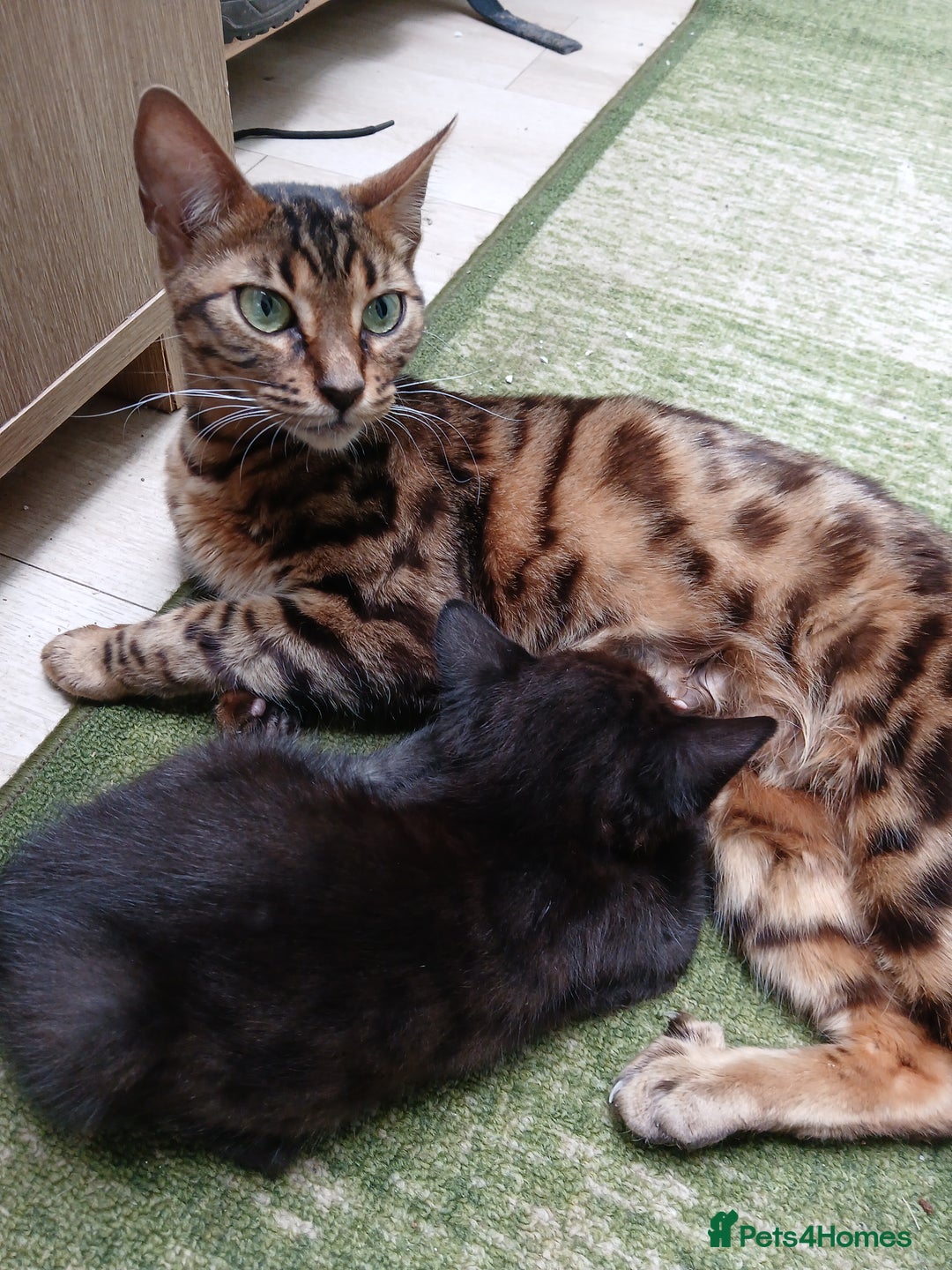 Mixed Breed cats for sale: Cute bengal mixed kittens for sale - Image 3