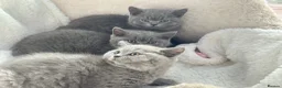 British Shorthair cats for sale: GCCF registered kitten - Advert 13