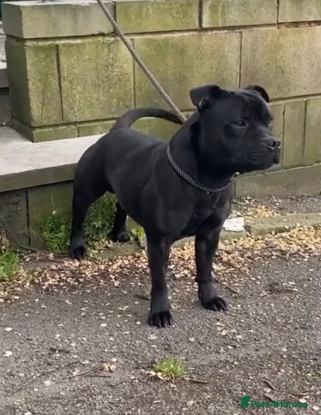 Staffordshire Bull Terrier dogs for sale: Staffordshire Blue KC Registered Kassius Pups - Advert 11