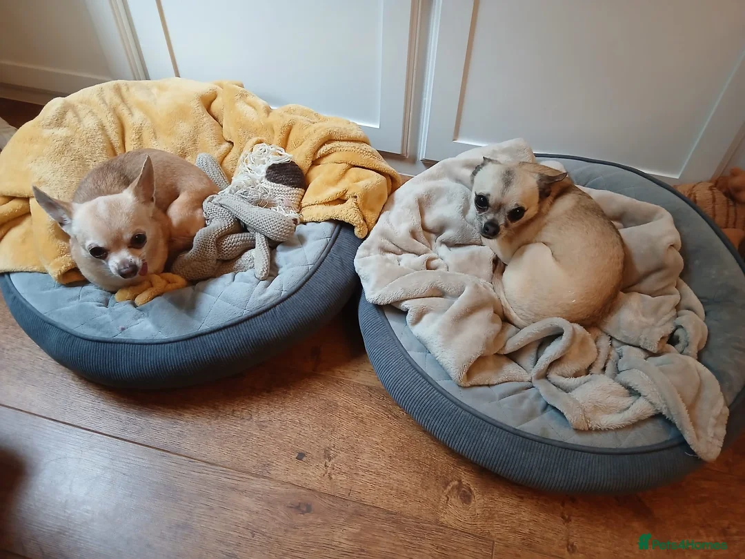 Chihuahua dogs for adoption: Mocha & Blue, bonded chihuahuas for rehoming - Advert 2