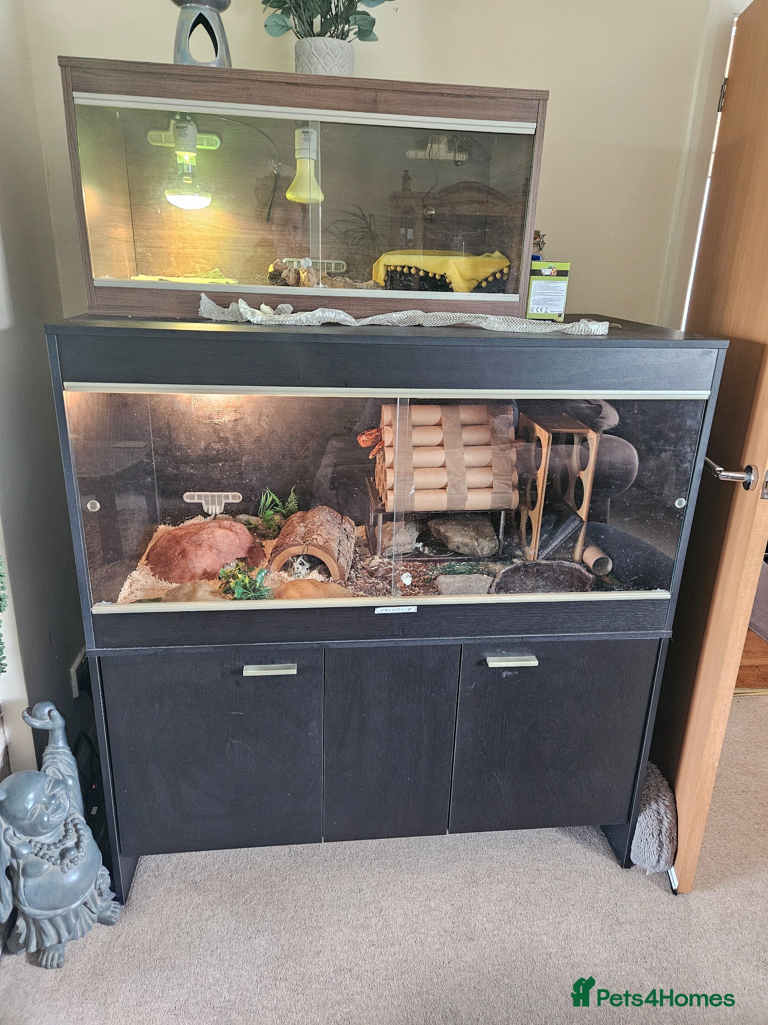 Corn Snake reptiles super friendly large corn snake and 4ft viv - Advert 8