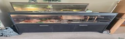 Corn Snake reptiles for sale: super friendly large corn snake and 4ft viv - Advert 1