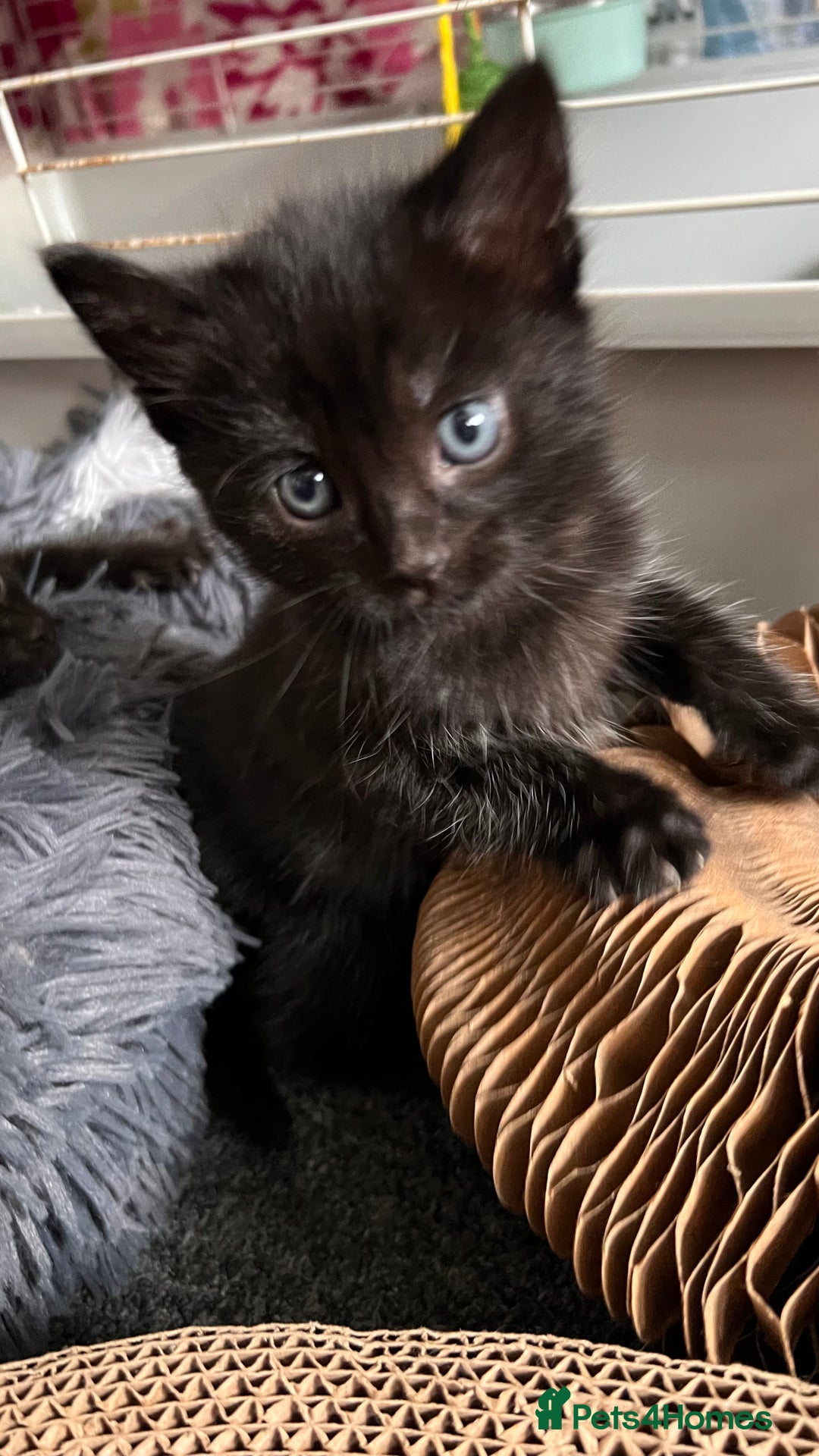 Mixed Breed cats for sale: adorable tuxedo kittens - Advert 6