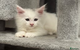 Maine Coon cats for sale: 2 Mainecoon pedigree kitten - Image 27