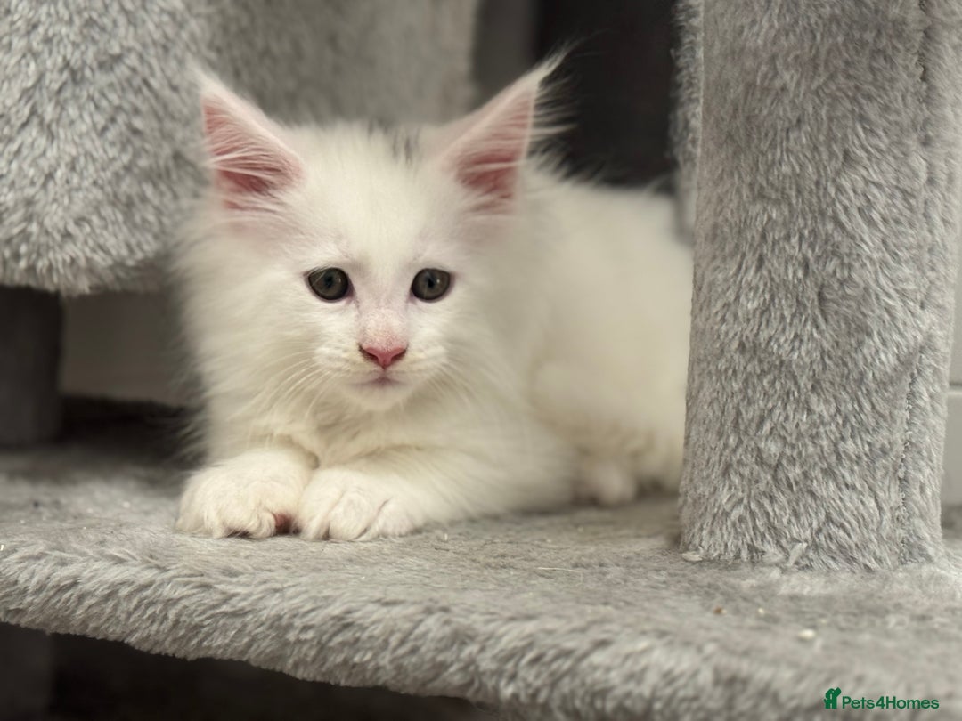 Maine Coon cats for sale: 2 Mainecoon pedigree kitten - Image 27