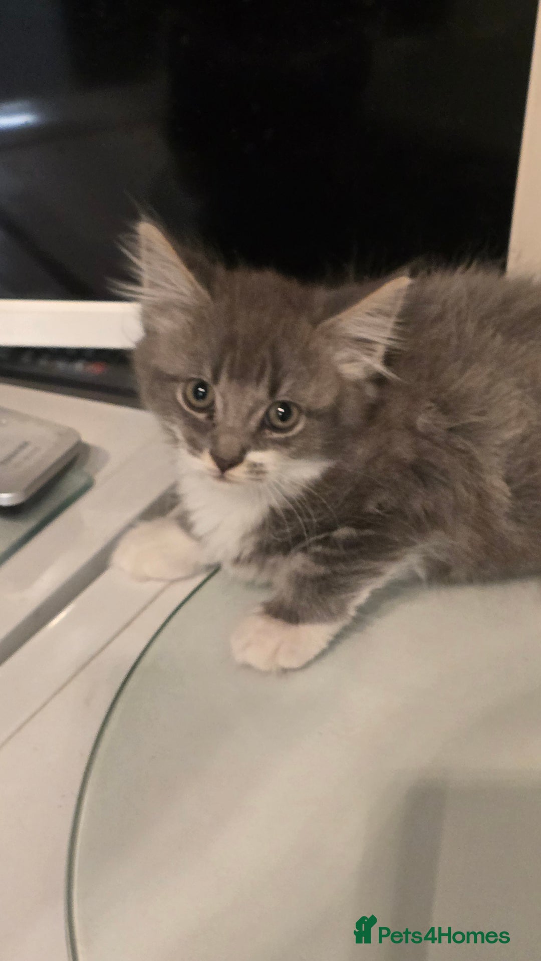 British Longhair cats for sale: Fluffy and Beautiful Kittens Seeking Forever Homes - Advert 6