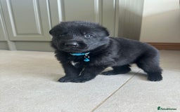 German Shepherd dogs for sale: Outstanding KC Working Line German Shepherd Pups - Image 1