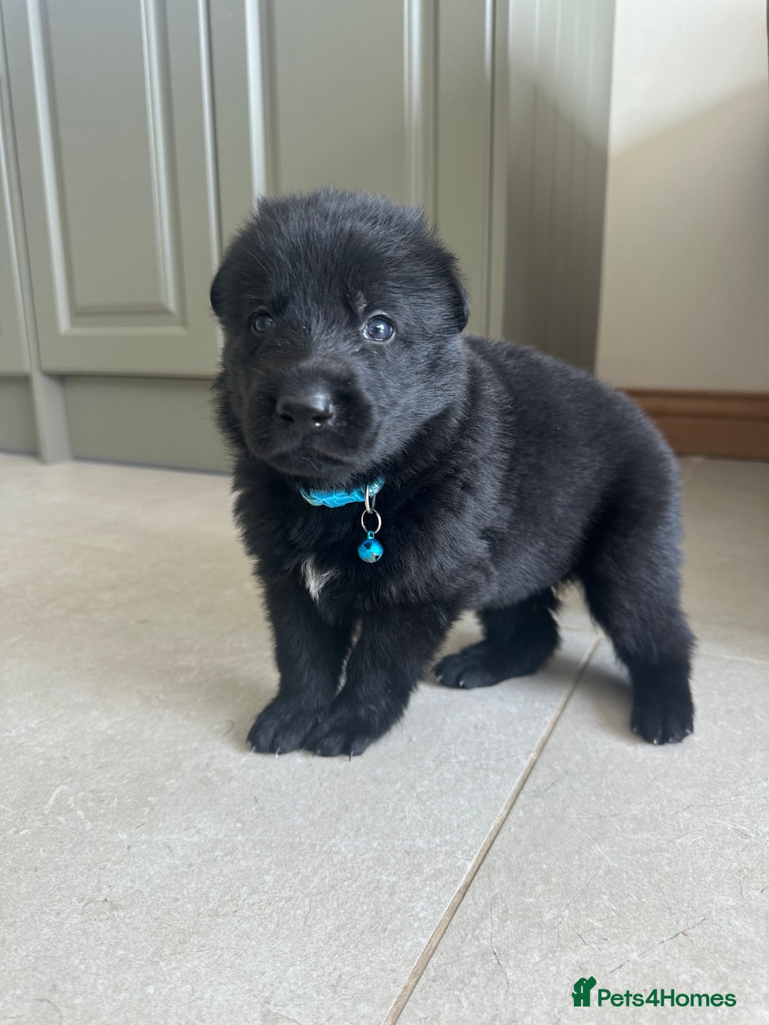 German Shepherd dogs for sale: Outstanding KC Working Line German Shepherd Pups - Image 1