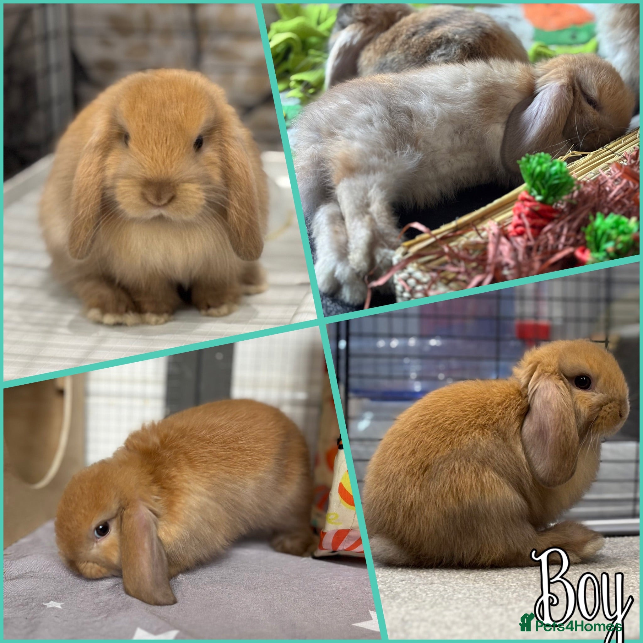 Mini Lop rabbits Baby Mini lops - indoor homes only  - Advert 1