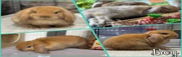Mini Lop rabbits for sale: Baby Mini lops - indoor homes only  - Advert 1