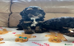 Cockapoo dogs for sale: F1 Cockapoo Black &Tan girl  - Image 7