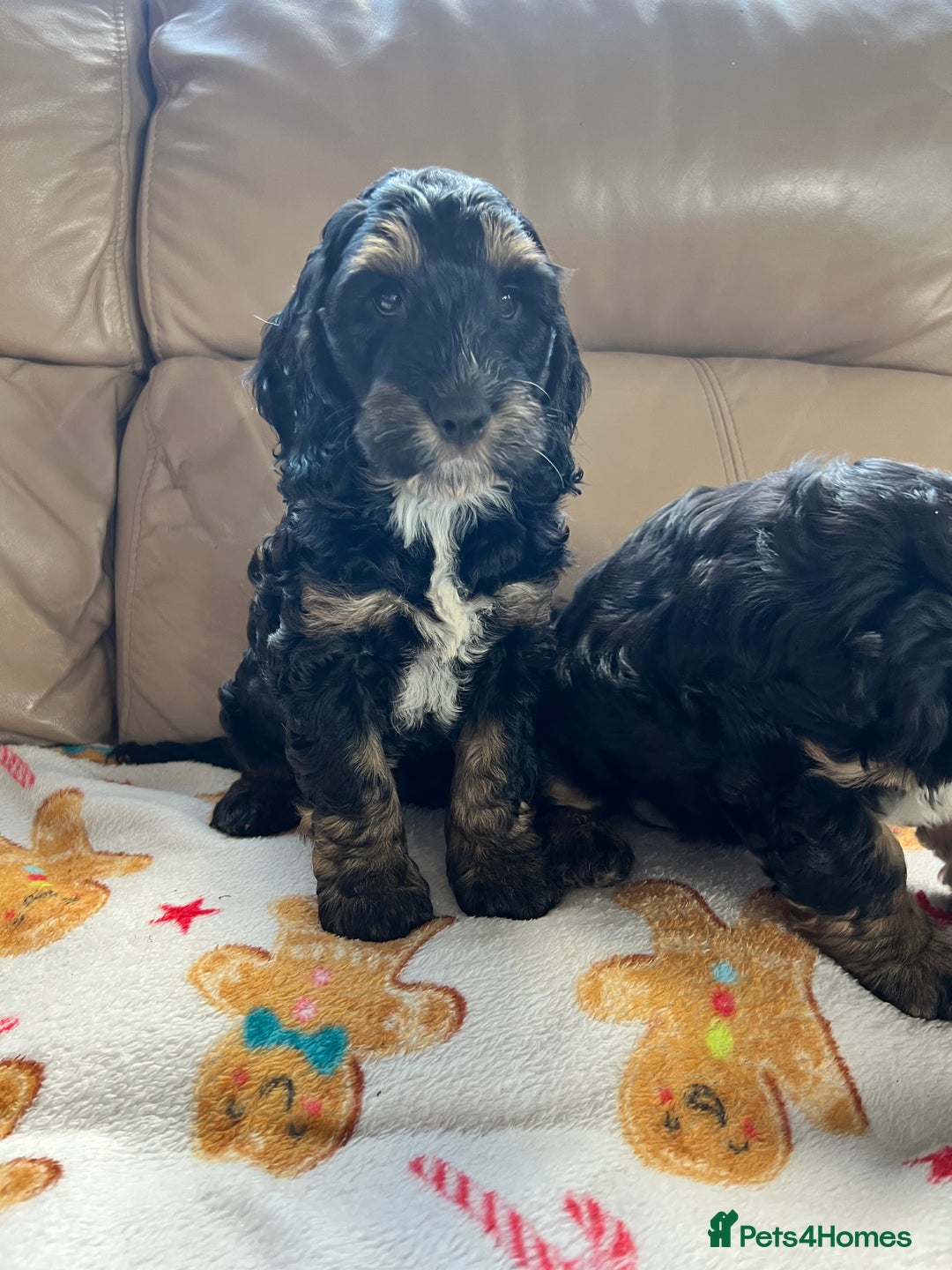 Cockapoo dogs for sale: F1 Cockapoo Black &Tan girl  - Image 7