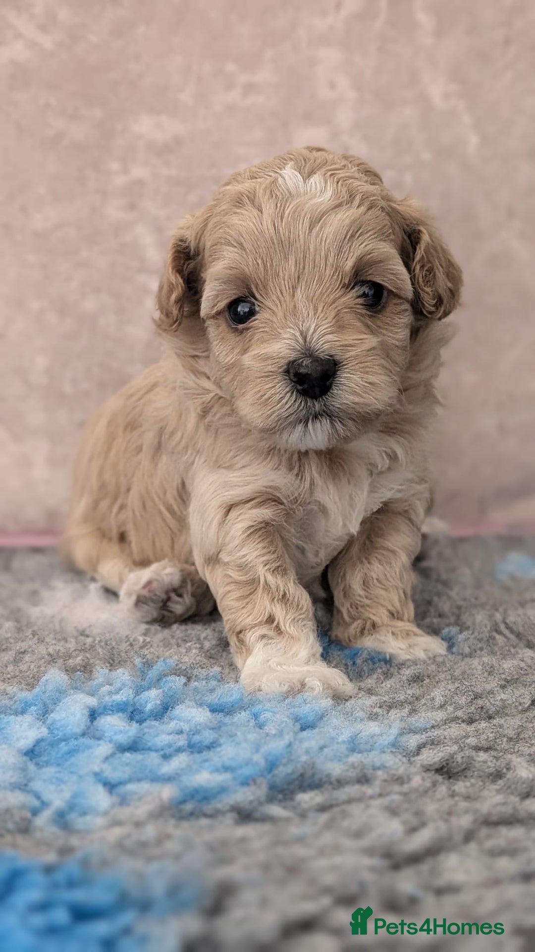 Maltipoo dogs for sale: Petite Maltipoos fully genetic health tested  - Image 8
