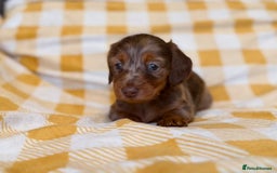 Miniature Dachshund dogs for sale: Long haired dachshund puppie - Advert 17