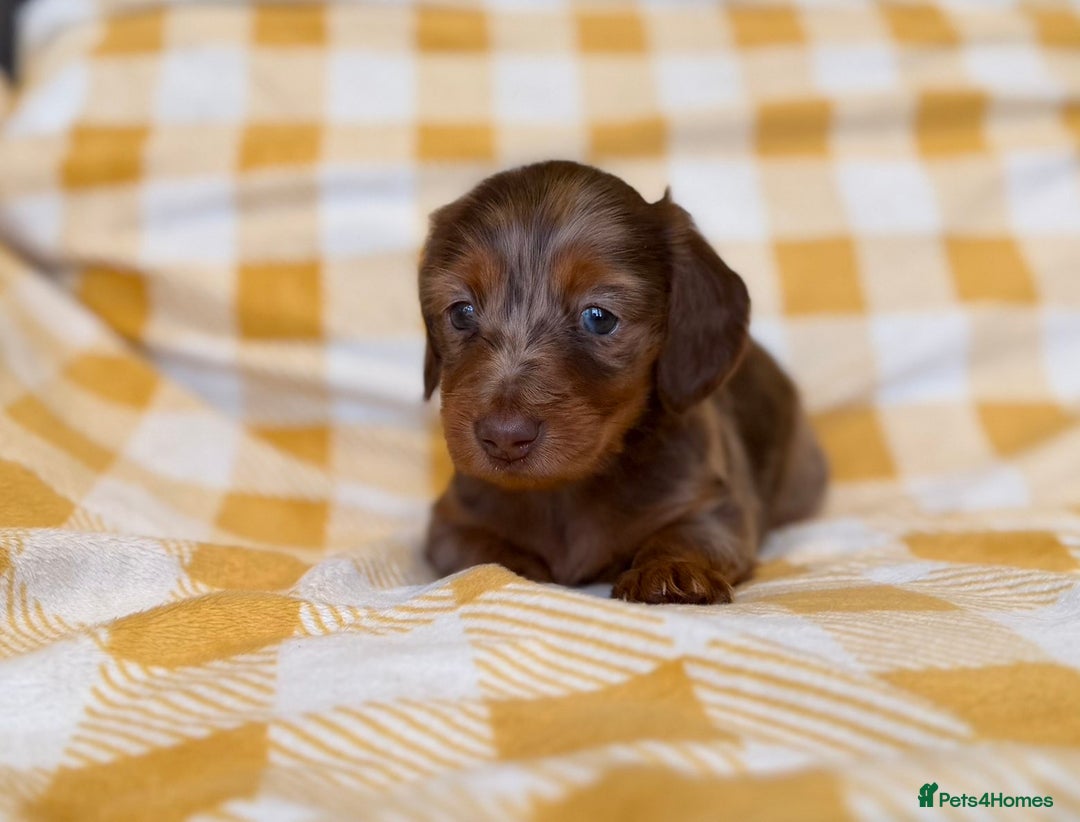 Miniature Dachshund dogs for sale: Long haired dachshund puppie - Advert 17