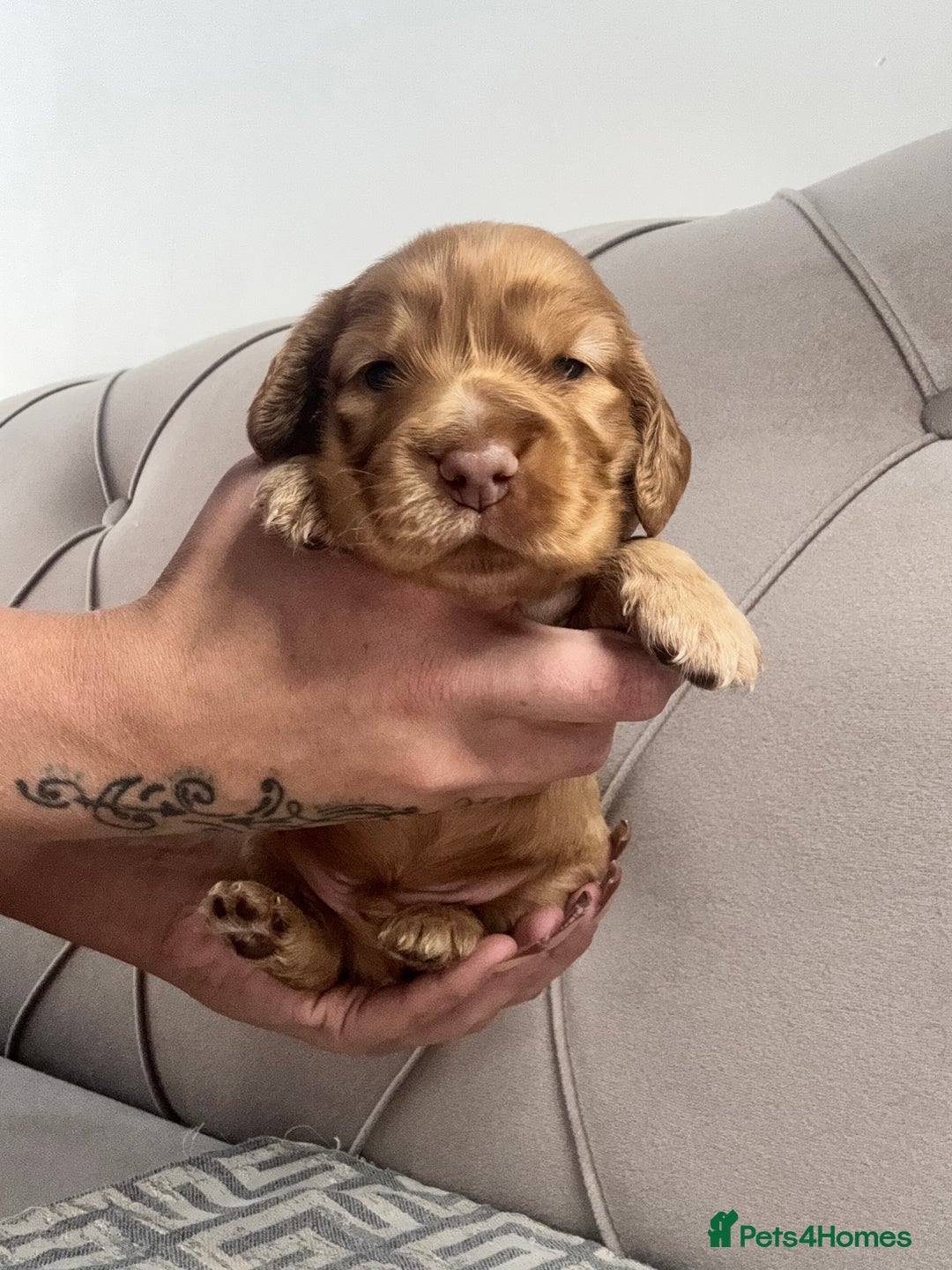 Cocker Spaniel dogs for sale: Kc Registered Show Type Cocker Spaniel puppies - Image 4