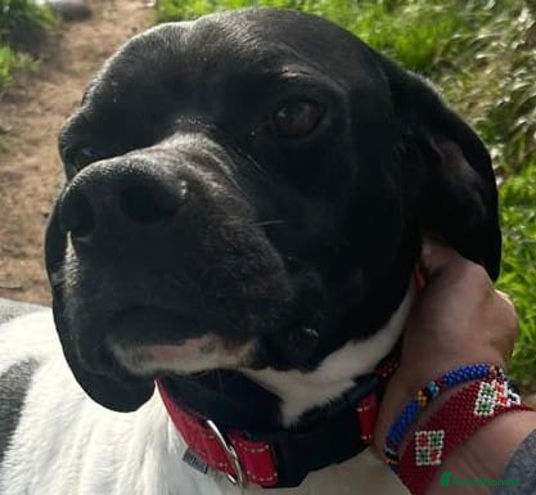 Pointer dogs for adoption: Pointer, Duke  - Advert 9