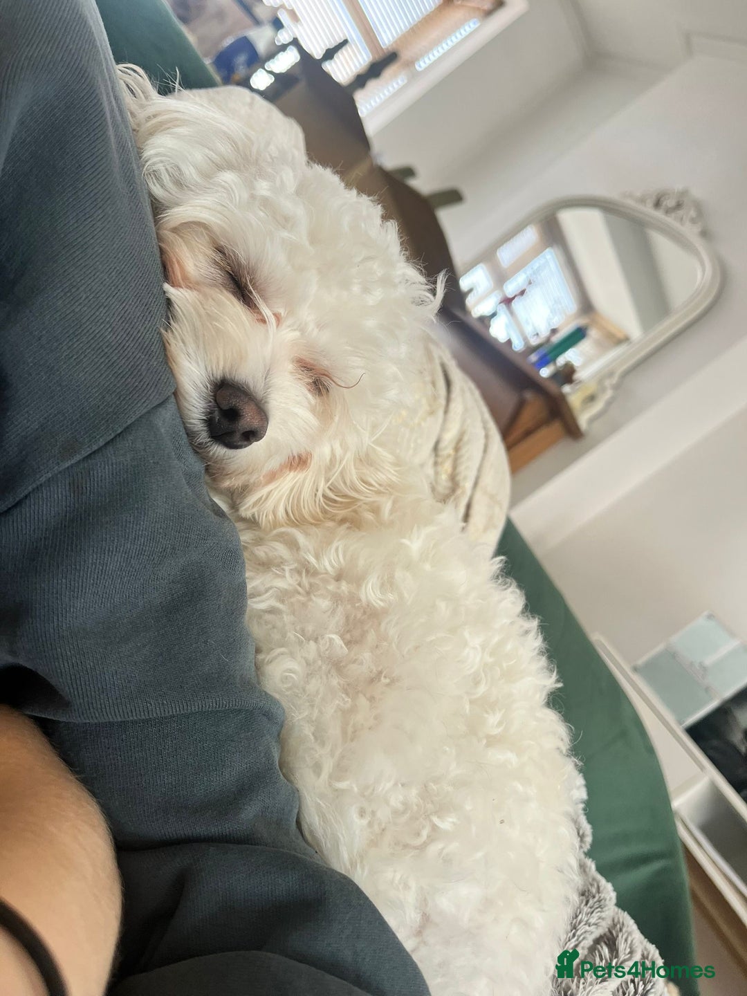 Maltipoo dogs for sale: 2 beautiful playful & lovely Maltipoo boys  - Image 29