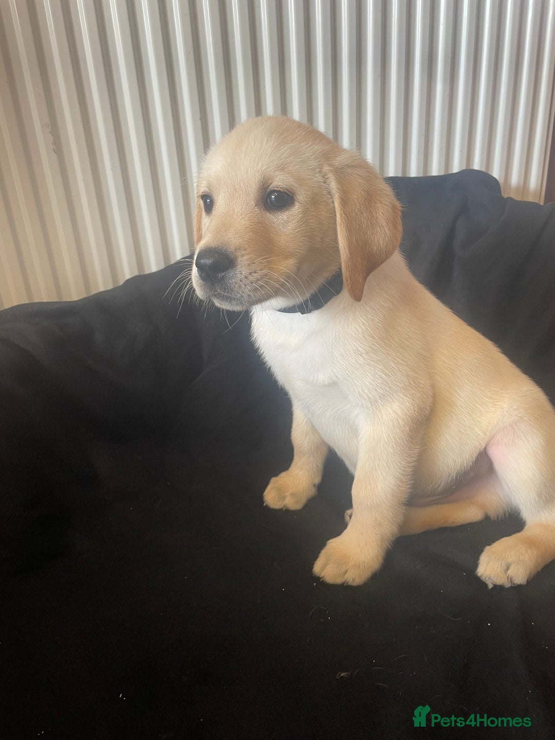 Labrador Retriever dogs for sale: Beautiful Andrex Labrador Puppy’s  - Image 17