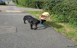 Mixed Breed dogs for sale: Vizsla x Lab  - Image 6