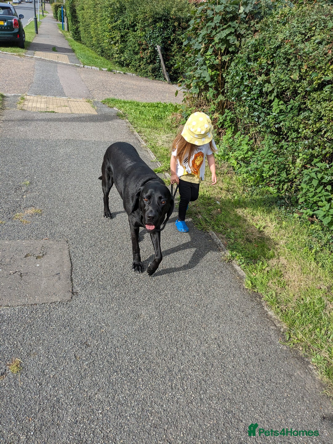 Mixed Breed dogs for sale: Vizsla x Lab  - Image 6