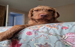Hungarian Vizsla dogs for sale: Gorgeous 15 month wirehaired vizla  - Image 4