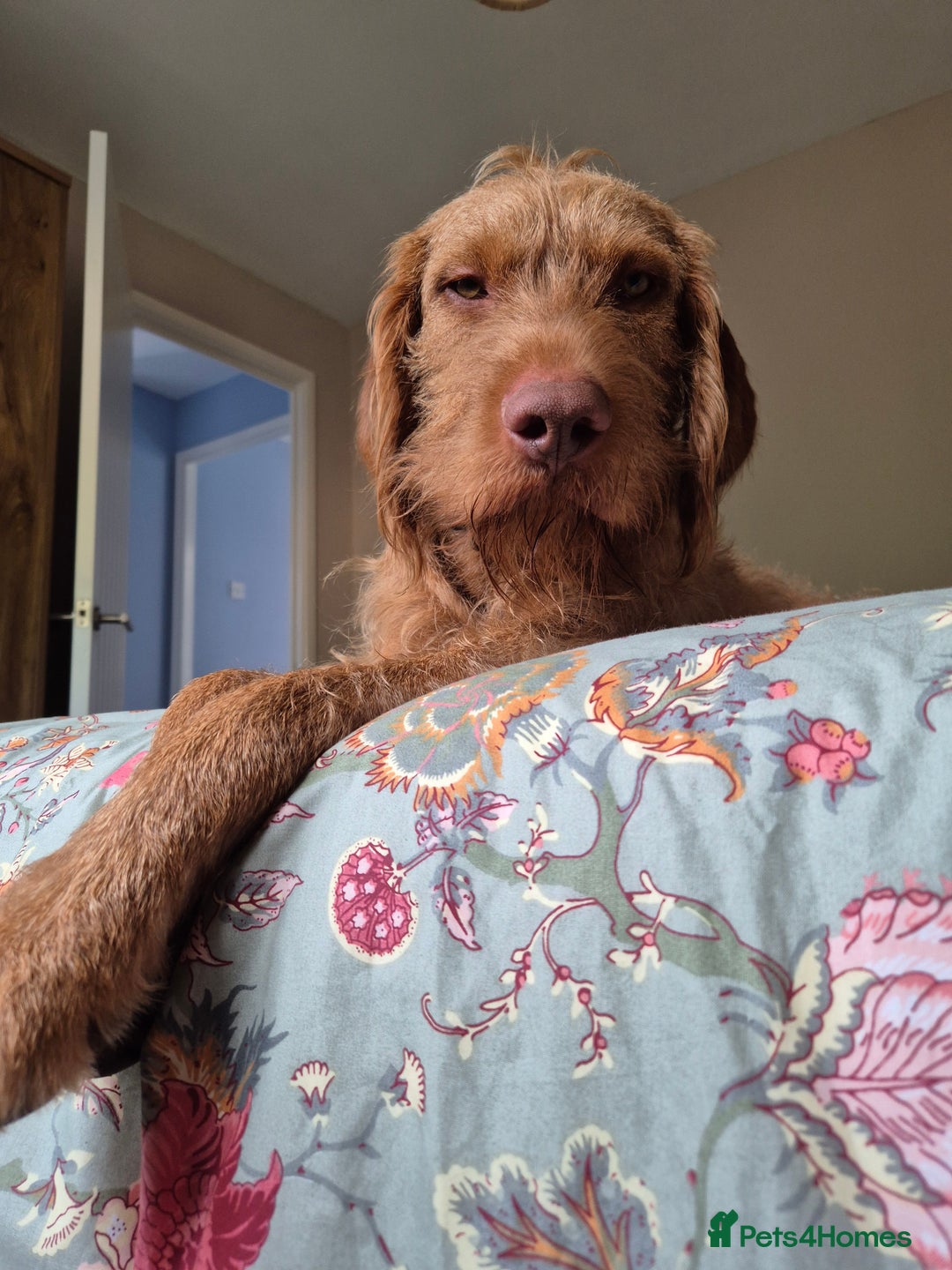 Hungarian Vizsla dogs for sale: Gorgeous 15 month wirehaired vizla  - Image 4