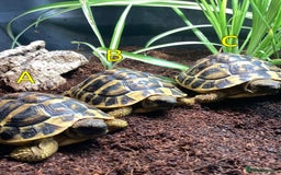 Hermann Tortoise reptiles for sale: Hermanns Tortoise - 2 Years Old (Herman) - Image 2