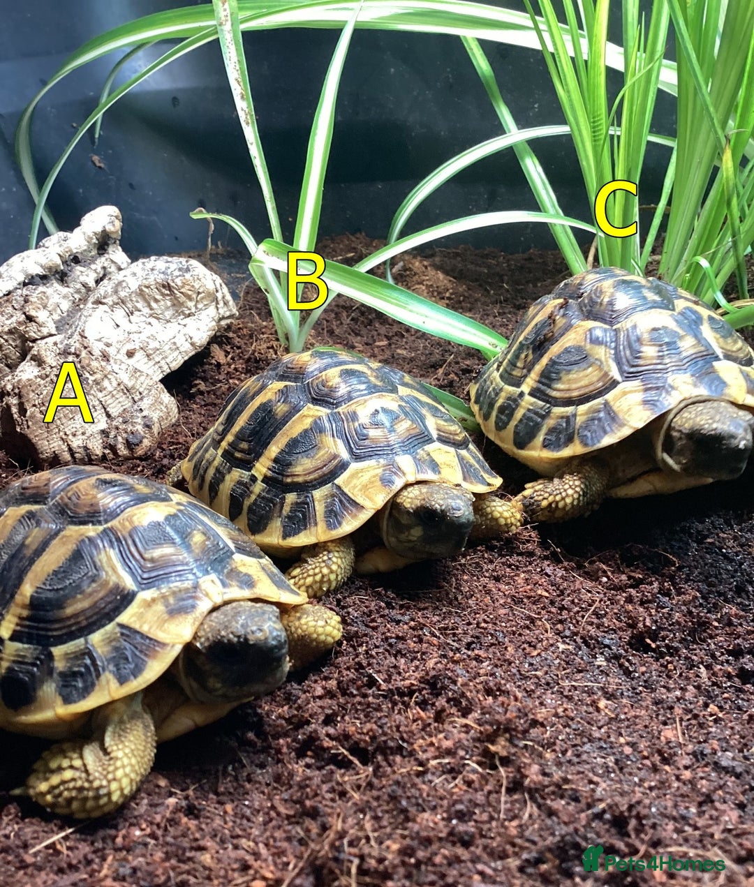 Hermann Tortoise reptiles for sale: Hermanns Tortoise - 2 Years Old (Herman) - Image 2
