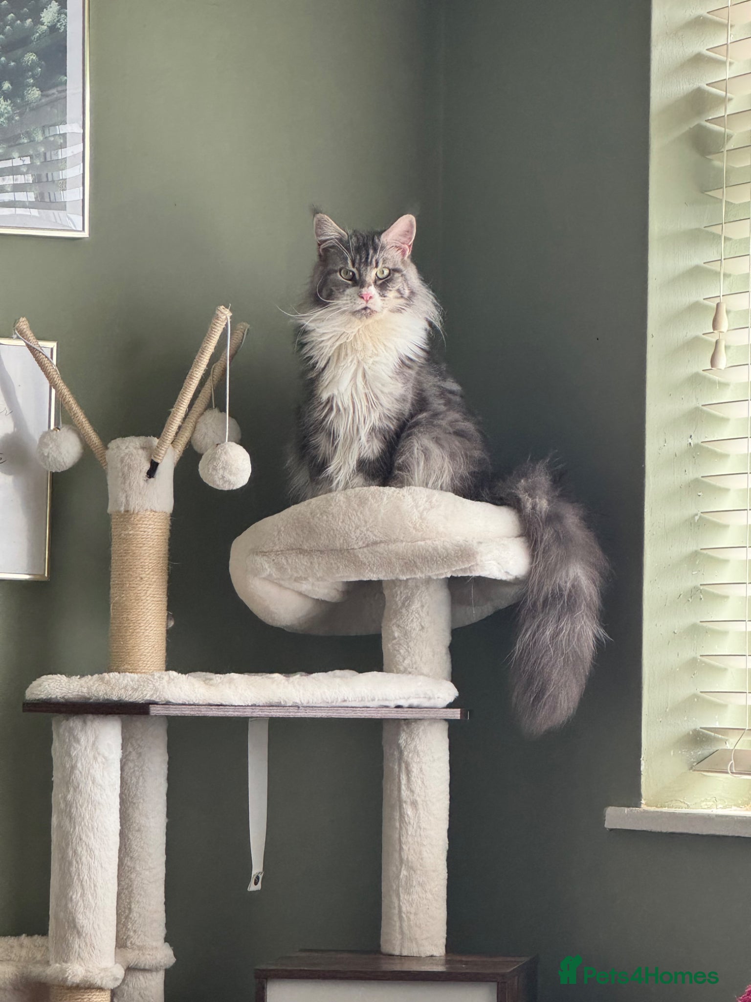 Maine Coon cats Mainecoon female - Advert 2