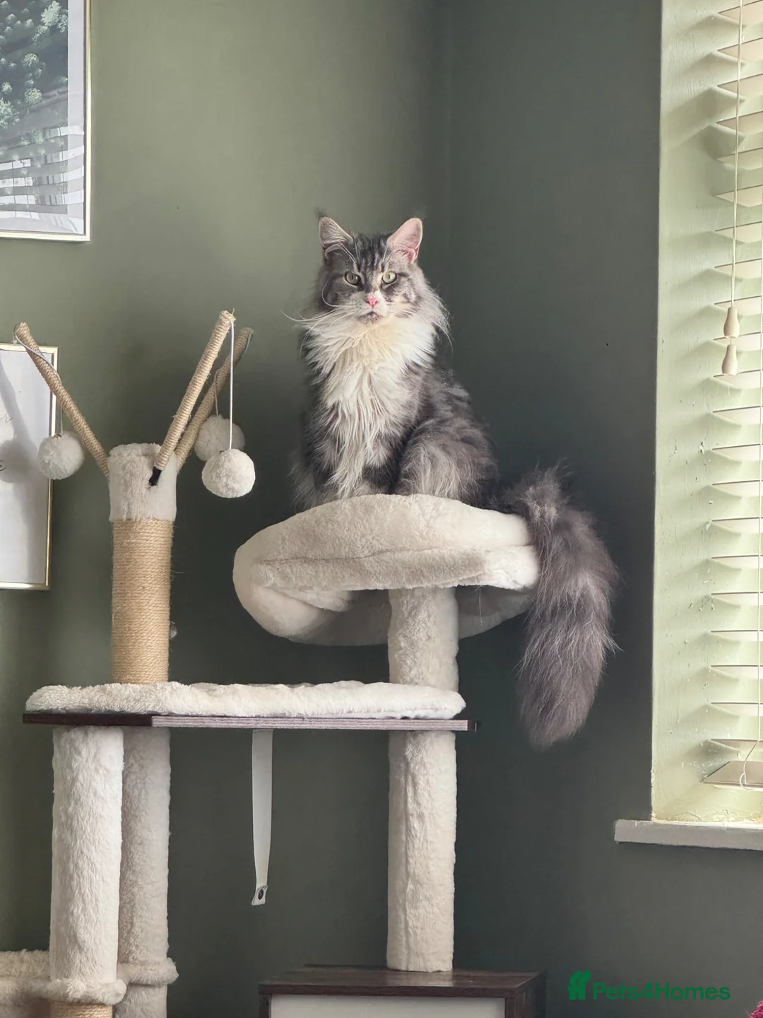 Maine Coon cats for sale: Mainecoon female - Advert 1