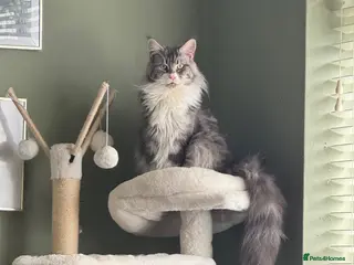 Maine Coon cats Mainecoon female - Advert 2