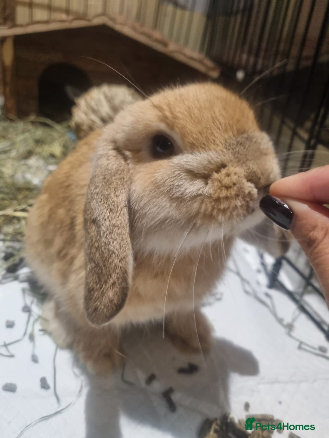 Mini Lop rabbits for sale: Mini lops for sale - Advert 2