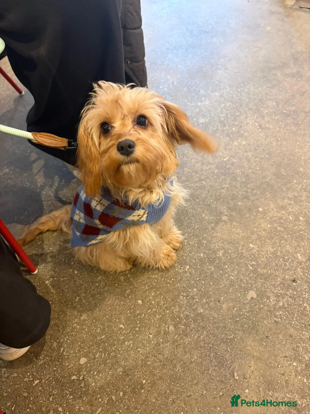 Cavapoo dogs for sale: Lovely girl Cavapoo looking for a loving home - Advert 4