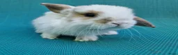 Mini Lop rabbits for sale: Mini lop babies - Advert 2