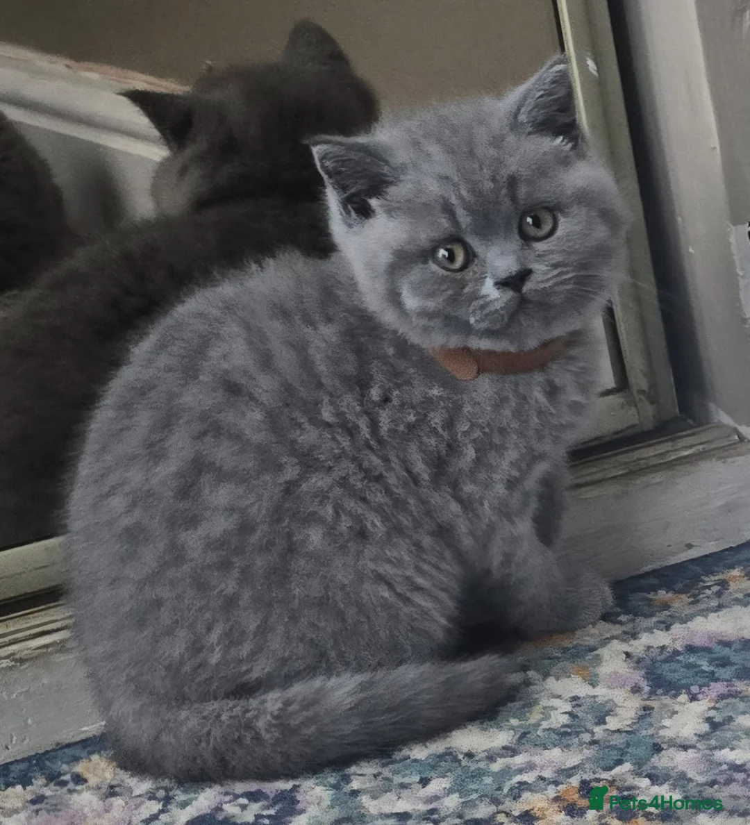 British Shorthair cats for sale: Chunky British shorthair  - Advert 2