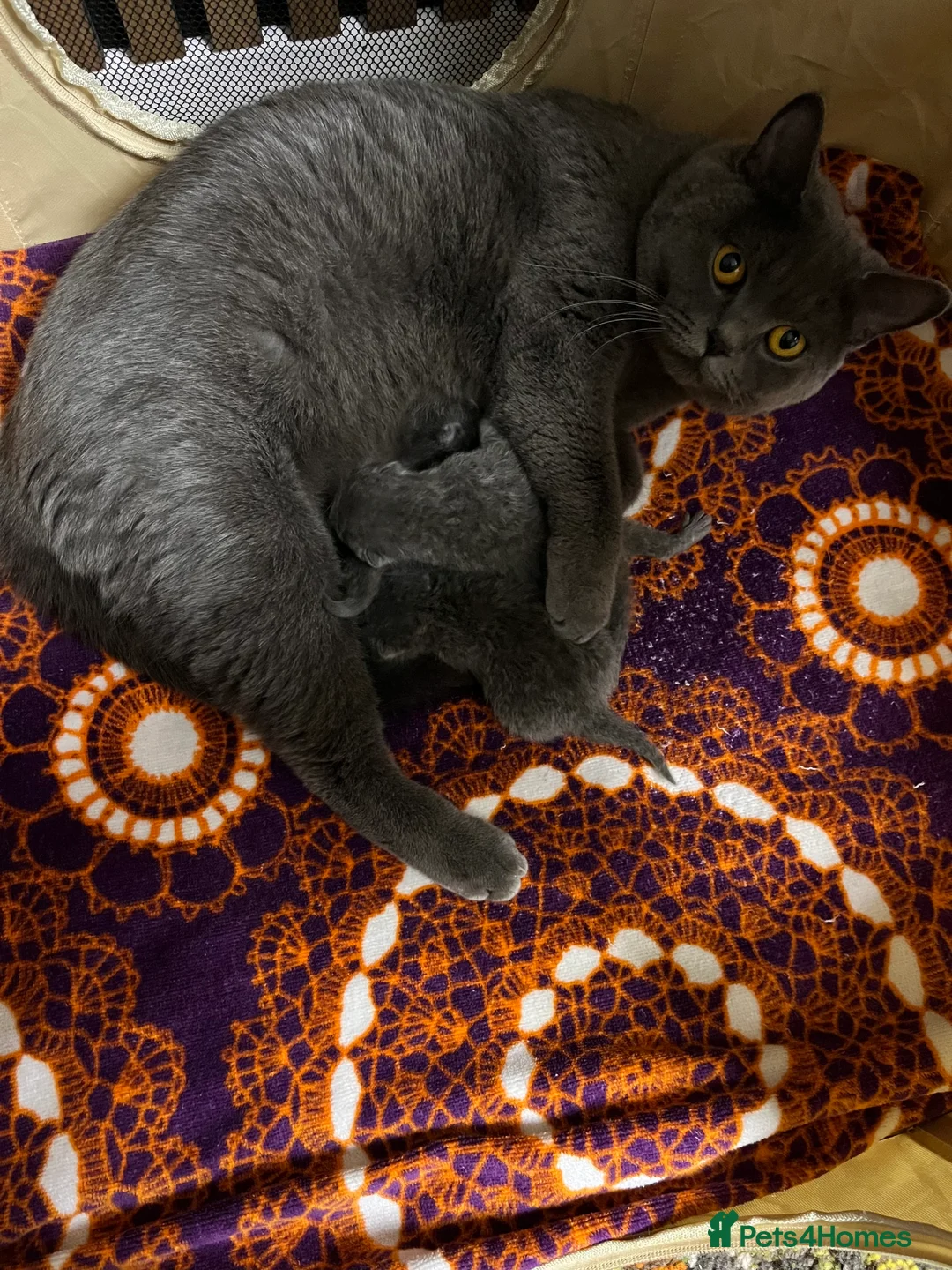 British Shorthair cats for sale: British Shorthair Kittens Available - Advert 6