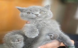 British Shorthair cats for sale: LAST CHUNKY BOY Cute Bristish Short Hair Kittens  - Image 12