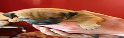 Mixed Breed dogs for sale: Gorgeous Border Jack Puppies - Advert 10
