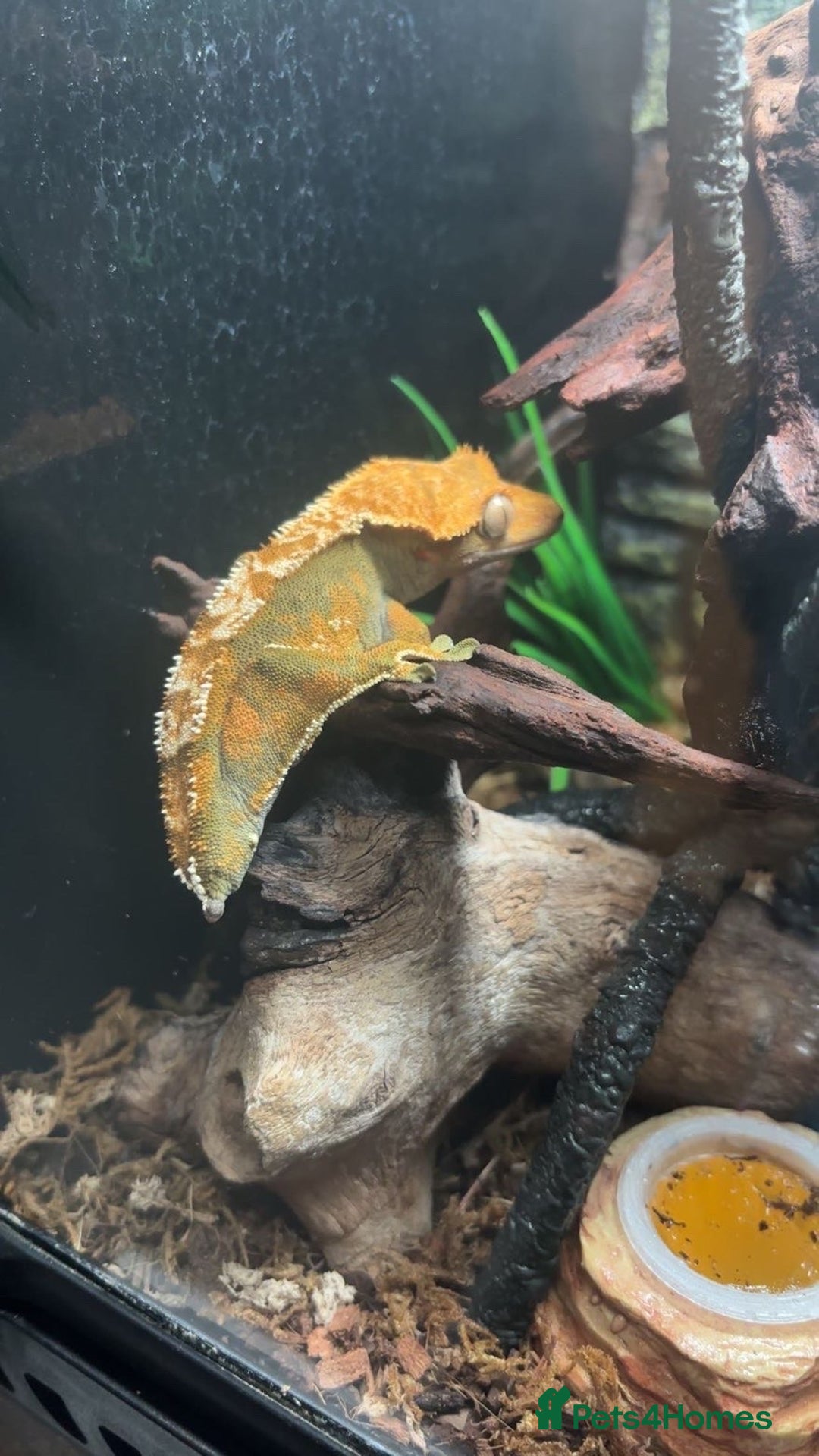 Gecko reptiles for sale: 2 Crested Geckos - Advert 12