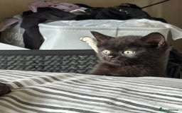 British Shorthair cats for sale: BSH kittens black ready now  - Image 2